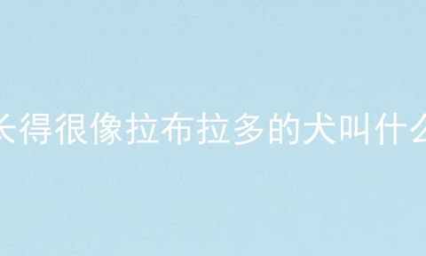 长得很像拉布拉多的犬叫什么