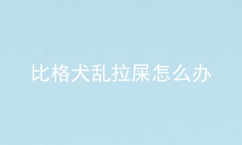 比格犬乱拉屎怎么办