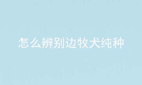 怎么辨别边牧犬纯种