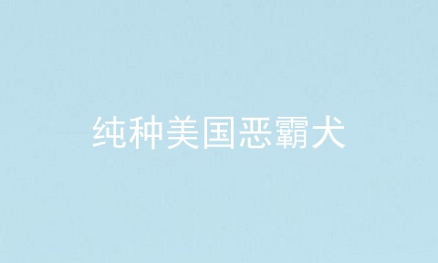 纯种美国恶霸犬