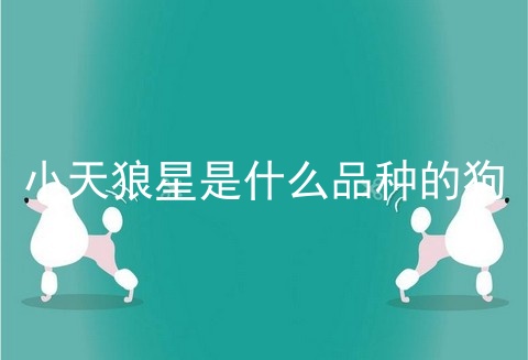 小天狼星是什么品种的狗