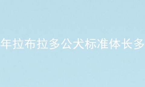成年拉布拉多公犬标准体长多少