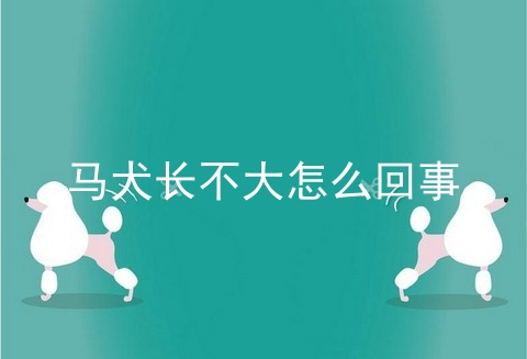 马犬长不大怎么回事