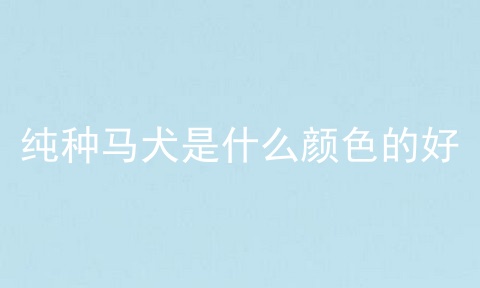 纯种马犬是什么颜色的好