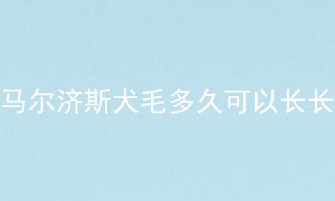 马尔济斯犬毛多久可以长长