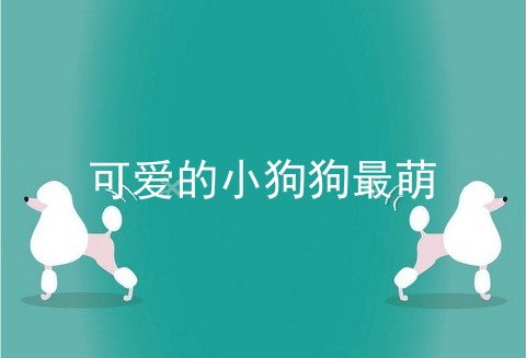可爱的小狗狗最萌