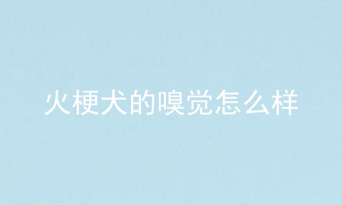 火梗犬的嗅觉怎么样