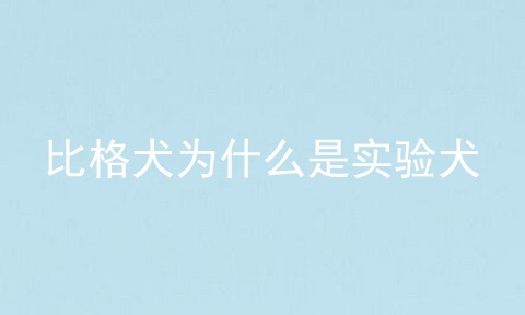 比格犬为什么是实验犬