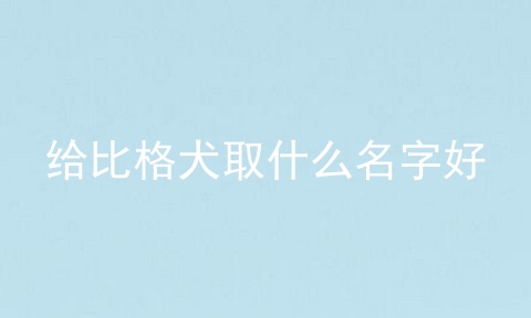 给比格犬取什么名字好