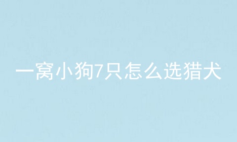 一窝小狗7只怎么选猎犬