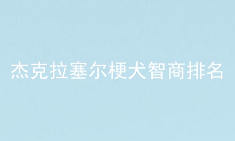 杰克拉塞尔梗犬智商排名
