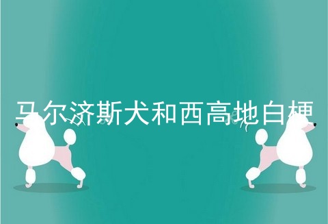 马尔济斯犬和西高地白梗