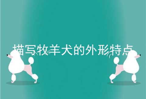 描写牧羊犬的外形特点