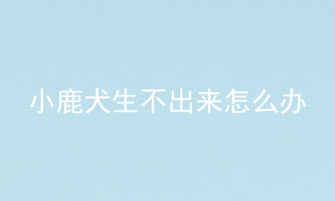 小鹿犬生不出来怎么办