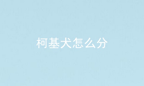 柯基犬怎么分
