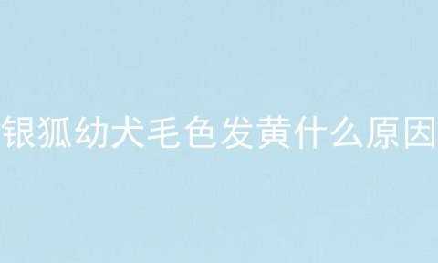 银狐幼犬毛色发黄什么原因