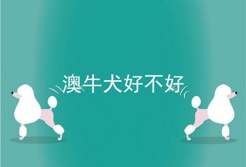 澳牛犬好不好