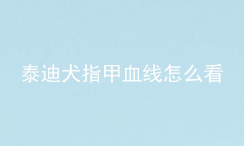 泰迪犬指甲血线怎么看