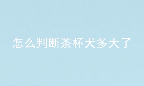 怎么判断茶杯犬多大了