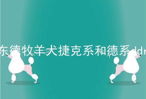 东德牧羊犬捷克系和德系ddr