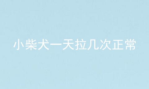 小柴犬一天拉几次正常