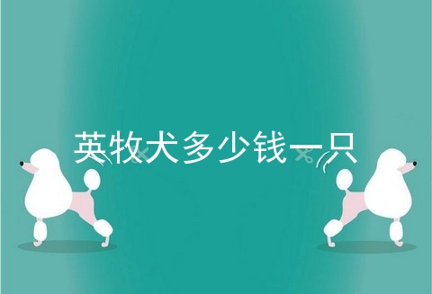 英牧犬多少钱一只