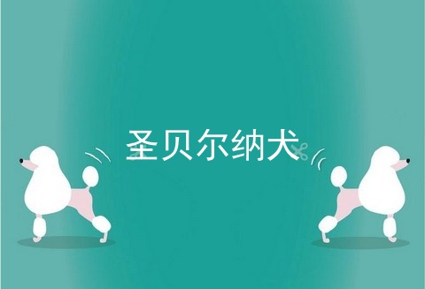 圣贝尔纳犬