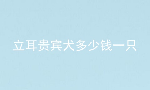 立耳贵宾犬多少钱一只
