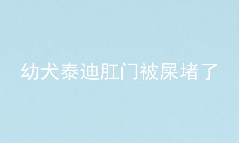 幼犬泰迪肛门被屎堵了