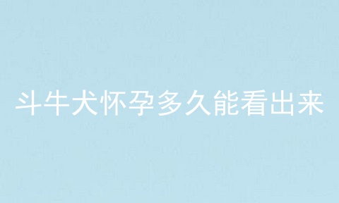 斗牛犬怀孕多久能看出来