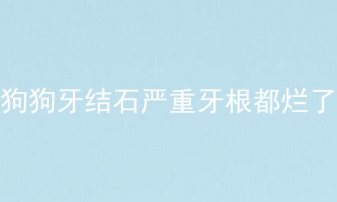 狗狗牙结石严重牙根都烂了