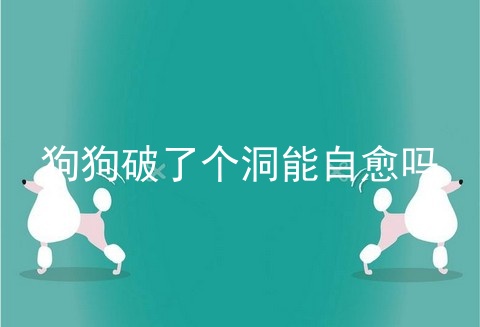 狗狗破了个洞能自愈吗