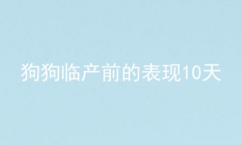 狗狗临产前的表现10天