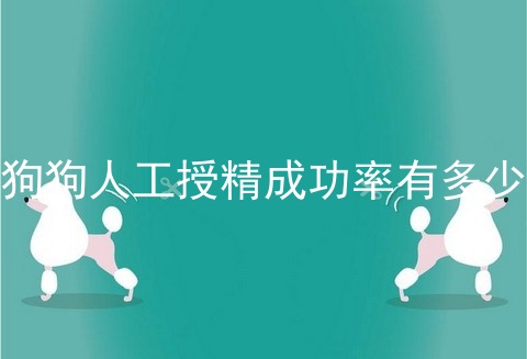 狗狗人工授精成功率有多少