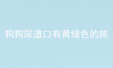 狗狗尿道口有黄绿色的脓