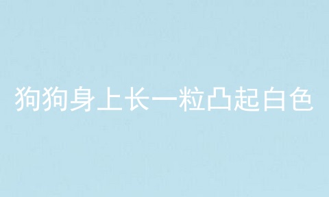 狗狗身上长一粒凸起白色