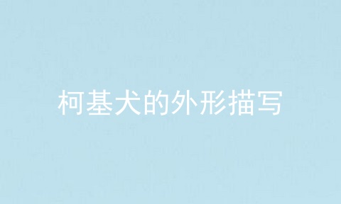 柯基犬的外形描写