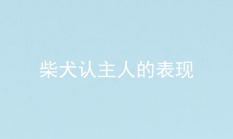 柴犬认主人的表现