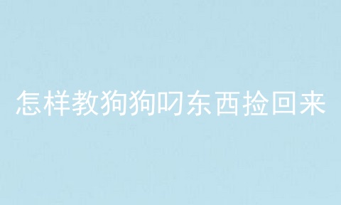 怎样教狗狗叼东西捡回来