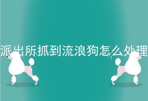 派出所抓到流浪狗怎么处理