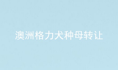 澳洲格力犬种母转让