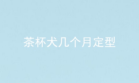 茶杯犬几个月定型