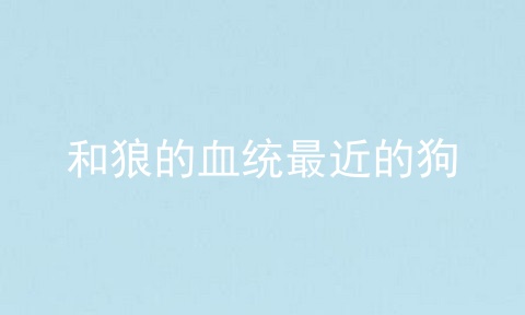 和狼的血统最近的狗