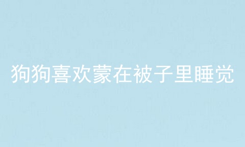狗狗喜欢蒙在被子里睡觉