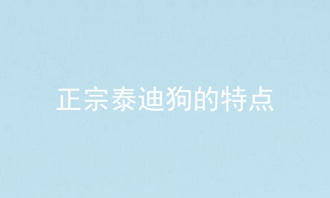 正宗泰迪狗的特点