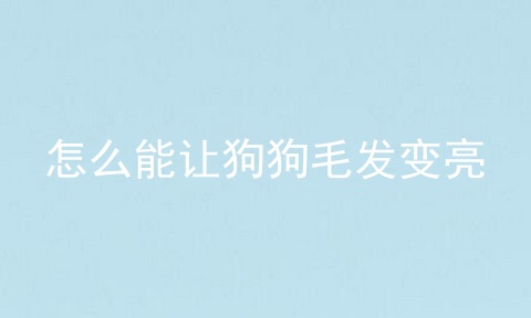 怎么能让狗狗毛发变亮