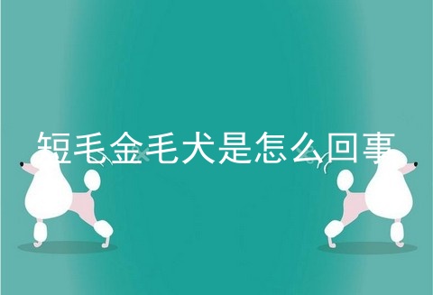 短毛金毛犬是怎么回事