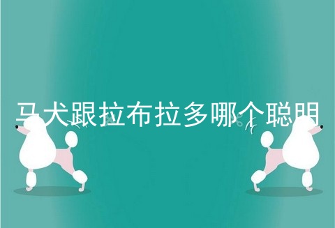 马犬跟拉布拉多哪个聪明
