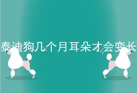 泰迪狗几个月耳朵才会变长