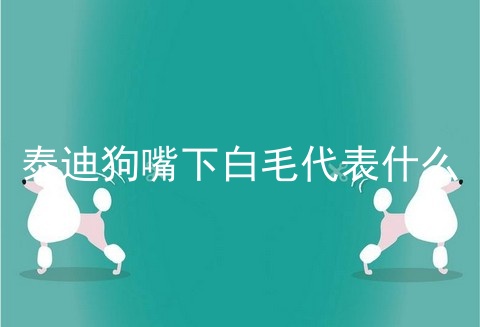泰迪狗嘴下白毛代表什么